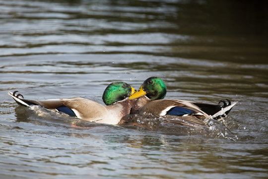 Two mallard ducks fighting, unedited image.