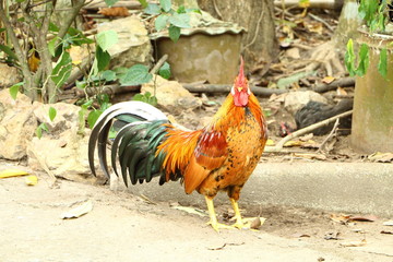 Thai cock