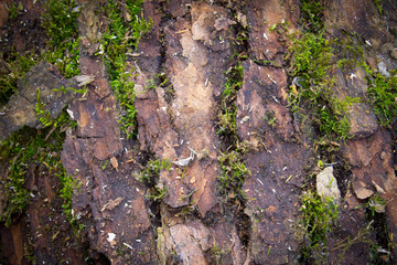 The texture of the moss on the tree closeup