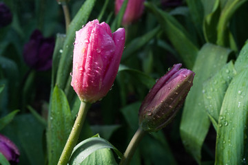 Fototapeta premium Pink Tulips flower