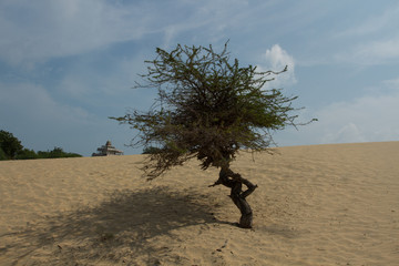 Lonely tree in the sand and the roof of the Hindu temple.