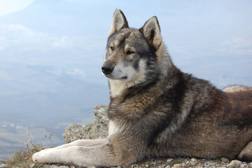 West-siberian Eskimo dog