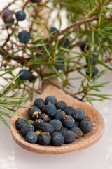 Branch of conifers junipers and wooden spoon ful of blue berries