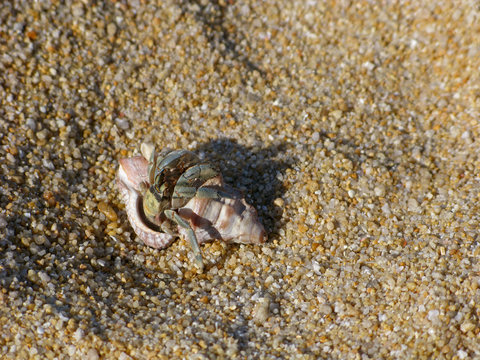 Hermit crab on the sand comes out from your shell.