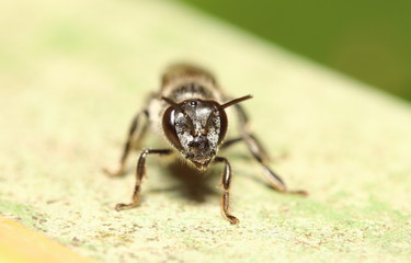 small insect