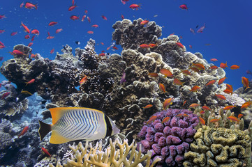 Tropical fish and Hard corals in the Red Sea