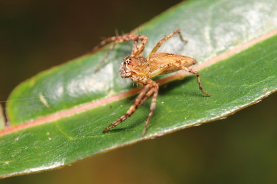 Jump spider on green leaf