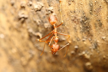 red ant in the green garden