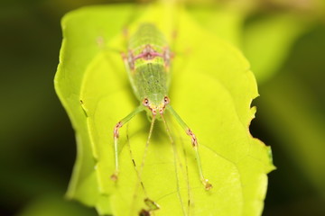 small insect