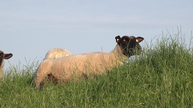 Sheep lying on meadow