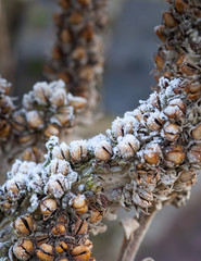 Bell shaped seed heads coated in morning frost
