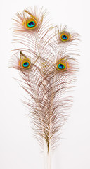 Obraz premium Four Beautiful peacock feathers