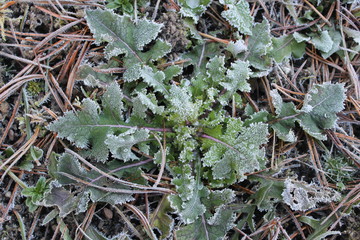 frostiger Löwenzahn/ frosty dandelion
