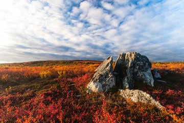 Tundra fall colors - obrazy, fototapety, plakaty