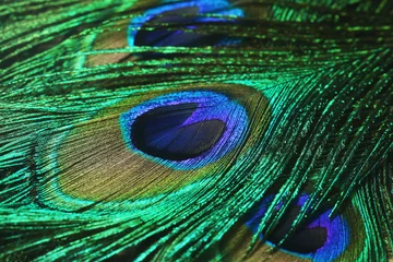 Crédence de cuisine en verre imprimé Paon Gros plan des plumes de paon