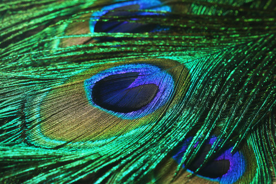 Fototapeta Closeup of peacock feathers