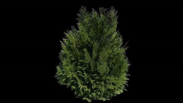 High quality 10bit footage of coniferous plant on the wind with Alpha Channel. Made from RAW 