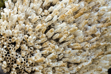 Wasp's Nest