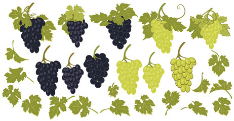 Bunches of black and green grapes and grape leaves design to create compositions.