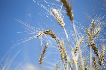 Obraz premium golden wheat field and sunny day