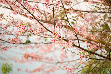 Wild himalayan cherry on tree in Chiang Mai province, Thailand.