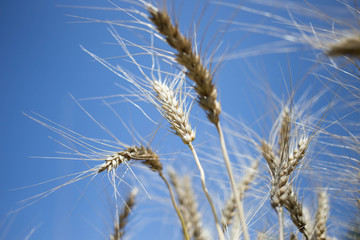 golden wheat field and sunny day