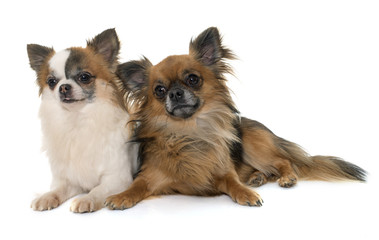 two little chihuahua