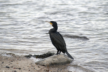 Cormorant (Phalacrocorax carbo)