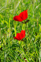 beautiful red anemone flower