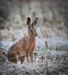 Alert hare sitting in a cropped field on a frosty morning