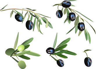 isolated on white olives collection