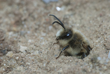 Abeja Andrea