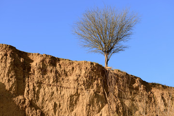 single tree with long roots