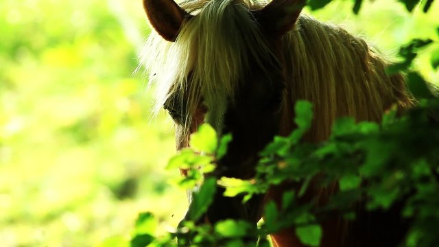 horse haflinger - cavallo avelignese