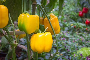 Bell peppers growing in the garden
