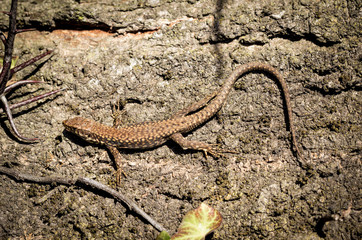 Common wall lizard