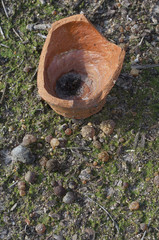 Resina de pino recolección