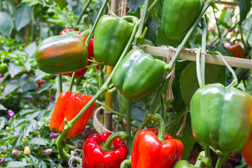 Bell peppers growing in the garden