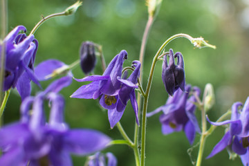 fioletowe kwiaty - Orlik pospolity (Aquilegia vulgaris) - obrazy, fototapety, plakaty