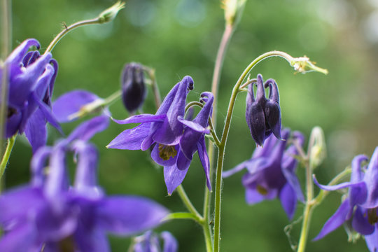 Fototapeta fioletowe kwiaty - Orlik pospolity (Aquilegia vulgaris)