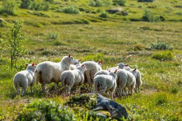 Sheep in Norway