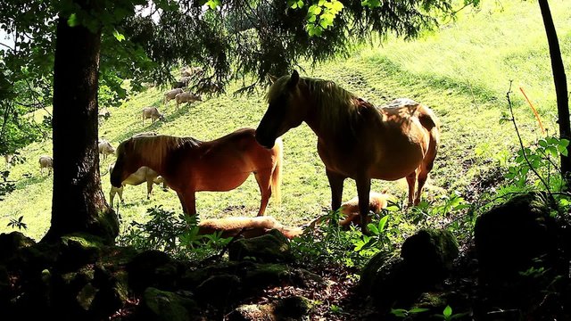 horse haflinger - cavallo avelignese