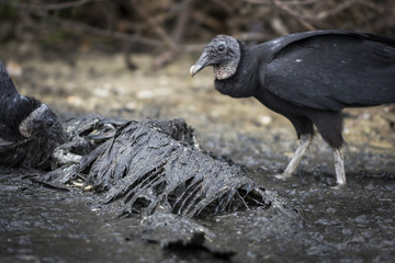 Vultures Feeding on Bird Carcass