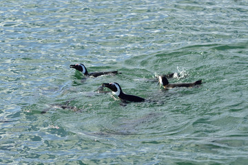 Jackass penguins, Namibia, Africa