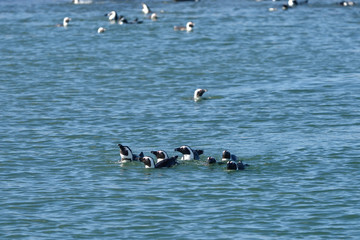 Jackass penguins Namibia, Africa