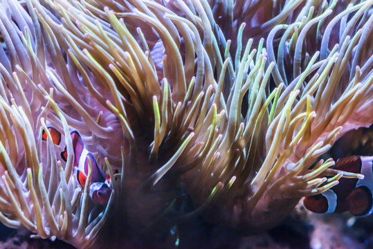 Clown Fish Coral Reef