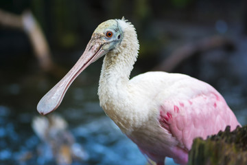 Roseate spoonbill Platalea ajaja