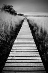 Wetland Walkway - Scotland  - obrazy, fototapety, plakaty