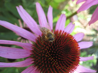 Пчела на цветке эхинацее