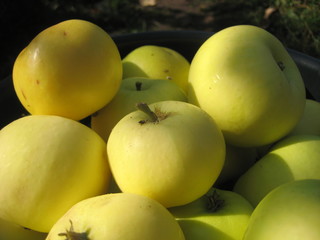 Желтые яблоки 